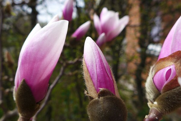 Świeże kwiaty pięknej magnolii