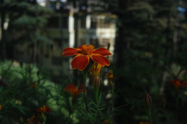 Autumn flower the beauty of nature