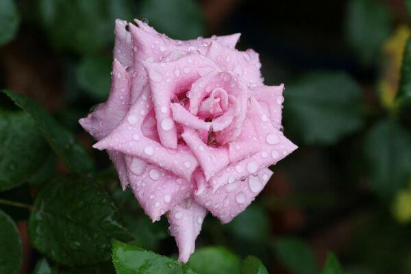 Die Schönheit der Natur - die Rose Blume