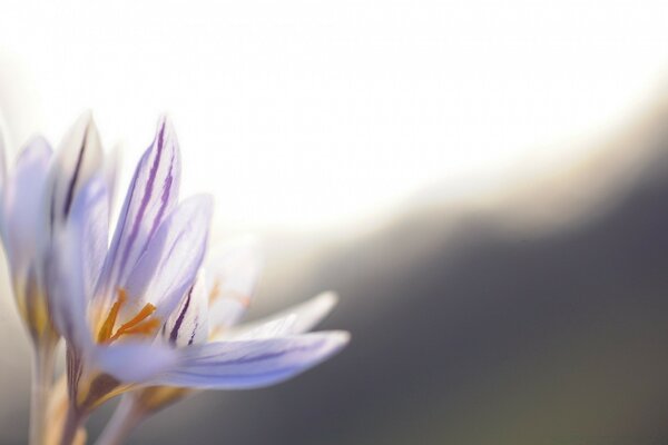 Macrophotographie. Fond flou. Fleur lilas