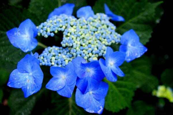 Flores azules con hojas verdes