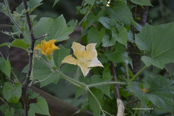 Flowers, the birth of juicy vegetables