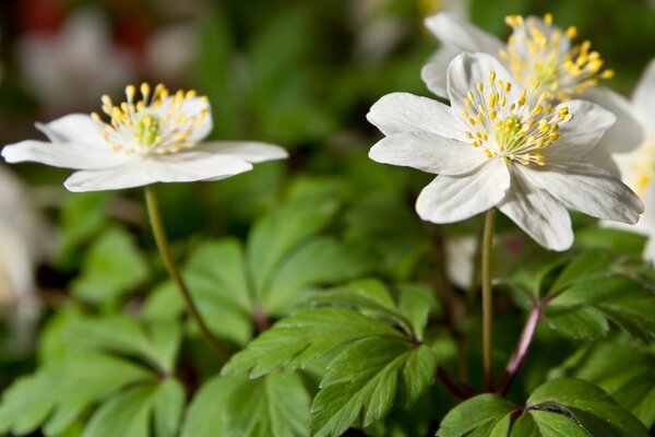 Weiße Blumen auf grünem Hintergrund