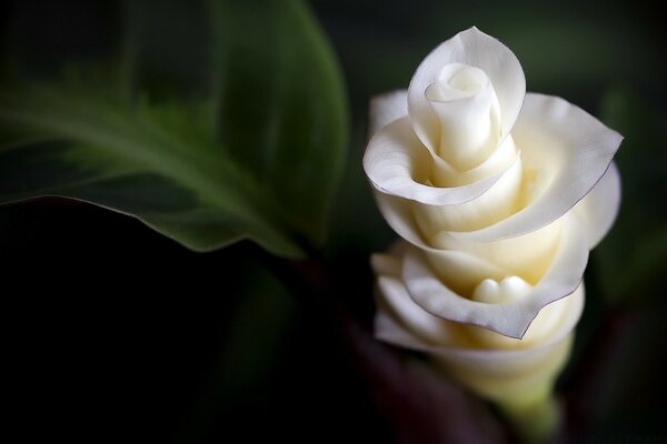 A white rose, what could be more tender