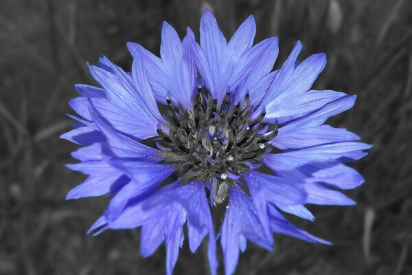 Blue flower of small flowers