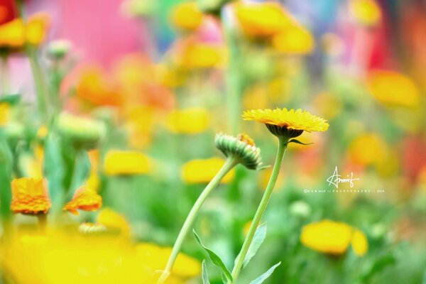 Beaucoup de couleurs jaune-orange