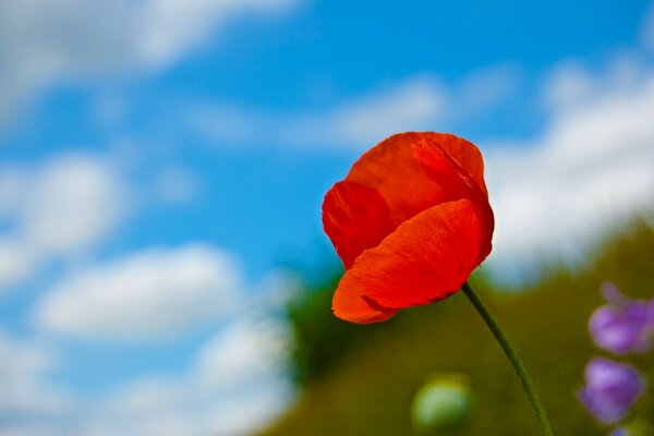 A poppy bud on a blue sky background