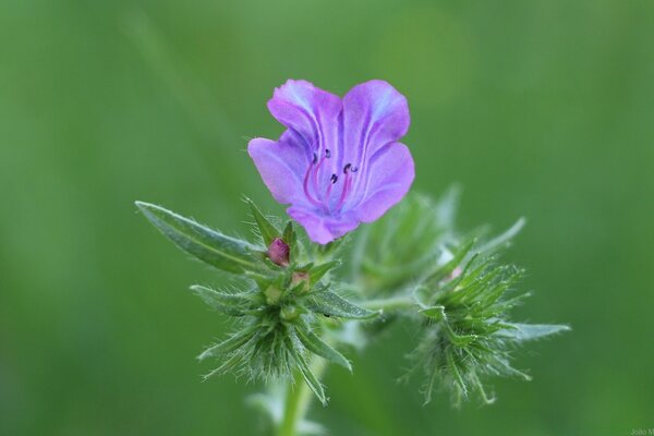 One wild flower close-up