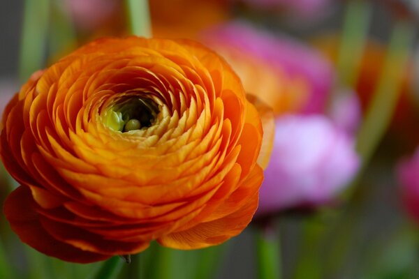 Im Garten blühte eine schöne Blume