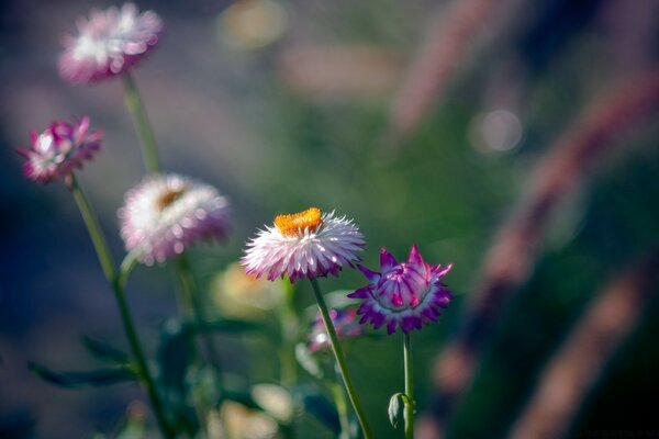 Beautiful flowers bloomed in summer