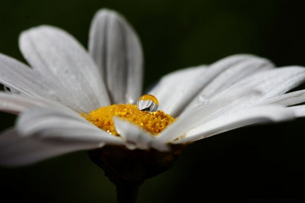 Chamomile flower on a black background