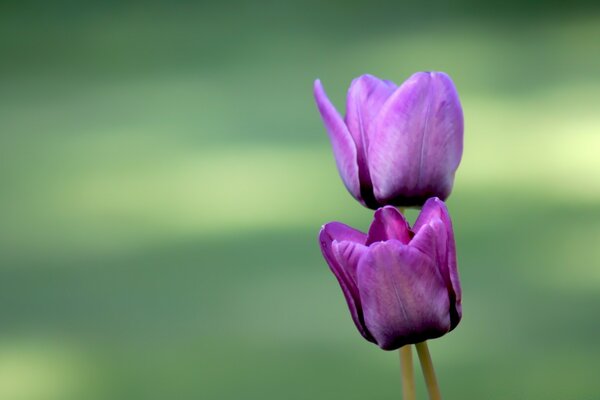 Two flowers in an open field