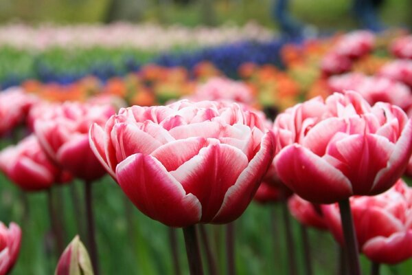 Enormes campos de Rosas multicolor