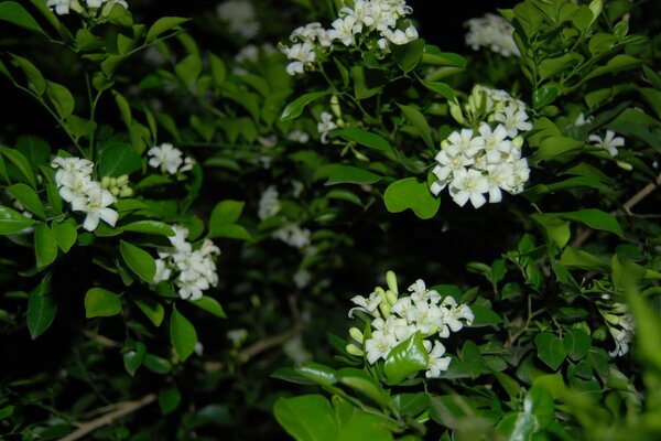 Weiße Knospen an den grünen Büschen