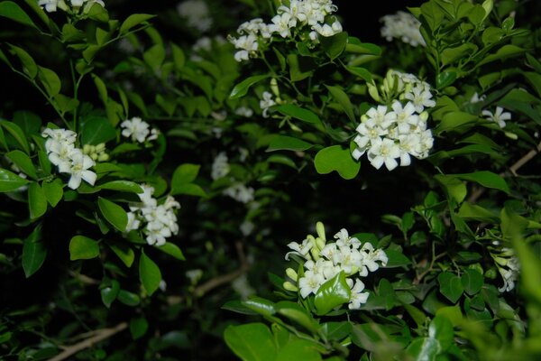 White buds on the bushes of greenery