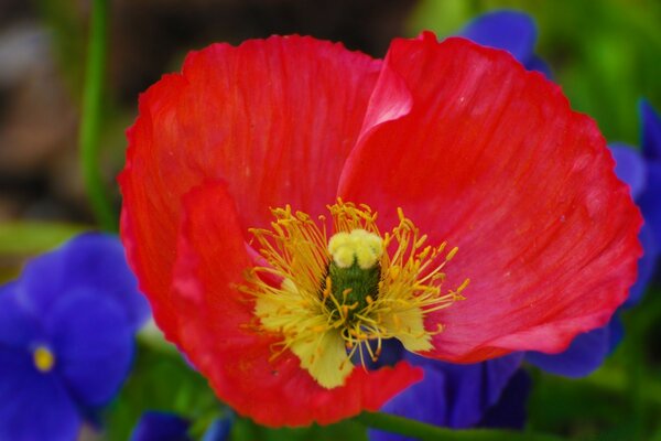 Plante inhabituelle dans le parc