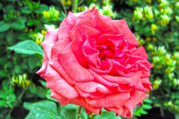 La rosa es una flor de increíble belleza