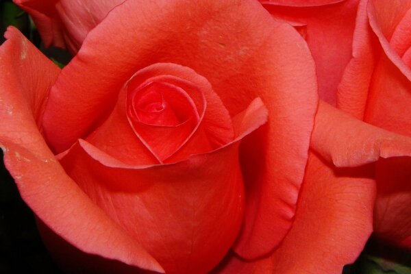 Rote Rose Blume der Liebe