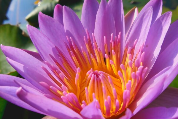 Цветок лотос сиреневого цвета
