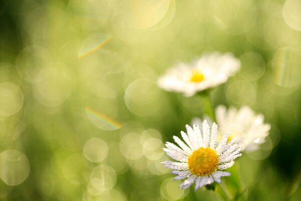 Marguerites dans un champ propre