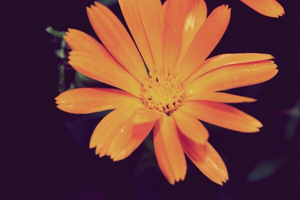 Calendula on a black background. Flower