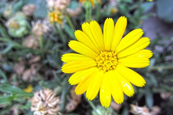 Flor amarela floresceu flora