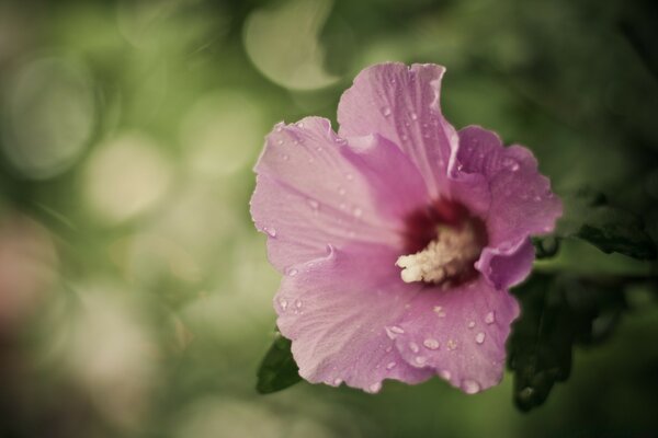 Beautiful flower bright leaf