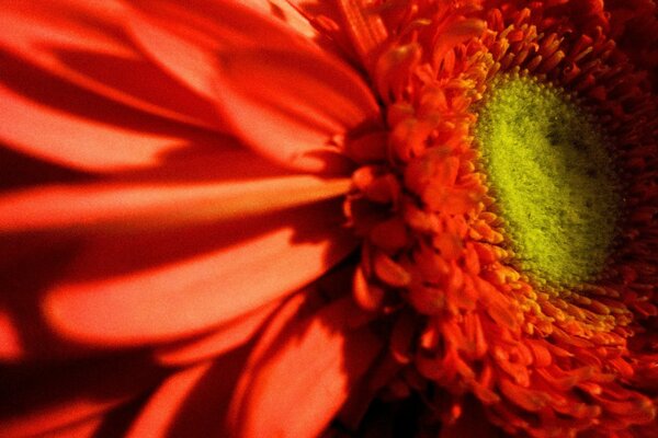 Belle fleur rouge flore