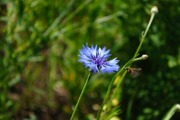 Summer sun and flower