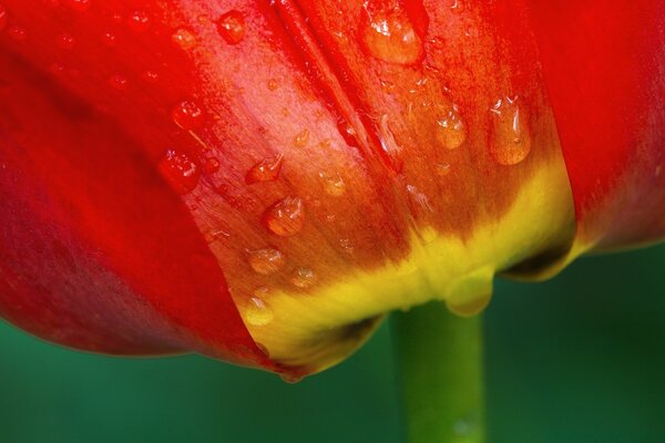 Rocío de la mañana en una flor roja