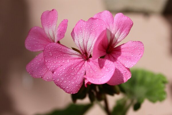 Soft pink flower macro shooting