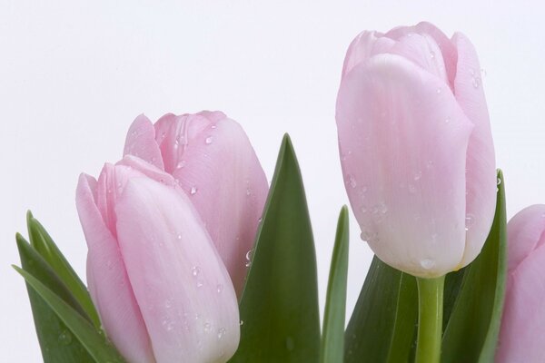 Tulipanes rosados sobre fondo blanco