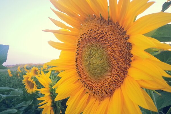 Campo di girasoli crescono in estate