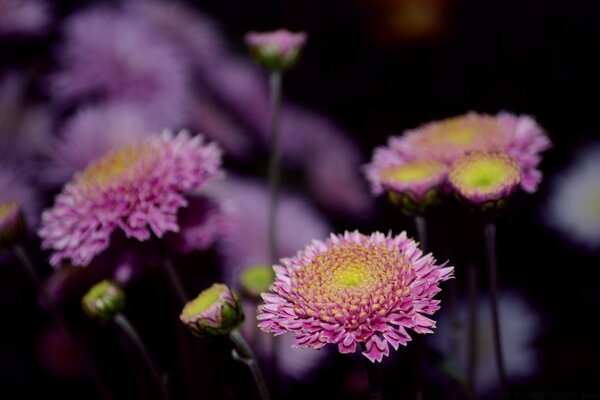 Fleurs violettes dans la nature