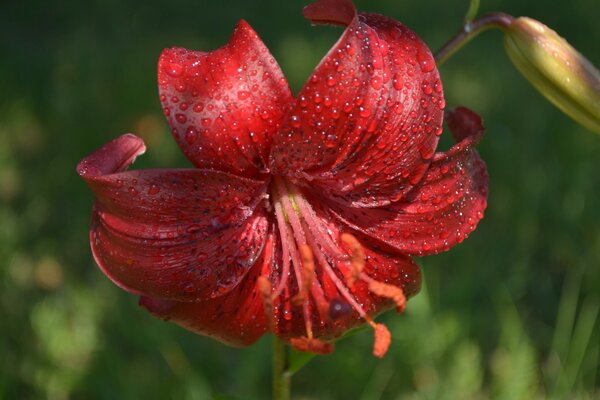 Flor roja sobre fondo verde