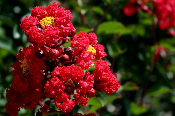 Red flowers on a green background