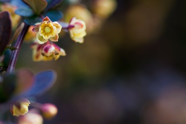 Blumen auf einem verschwommenen blauen Hintergrund