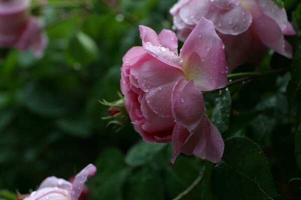 Rosas no jardim. Gotas de orvalho nas pétalas das Rosas do jardim. Natureza