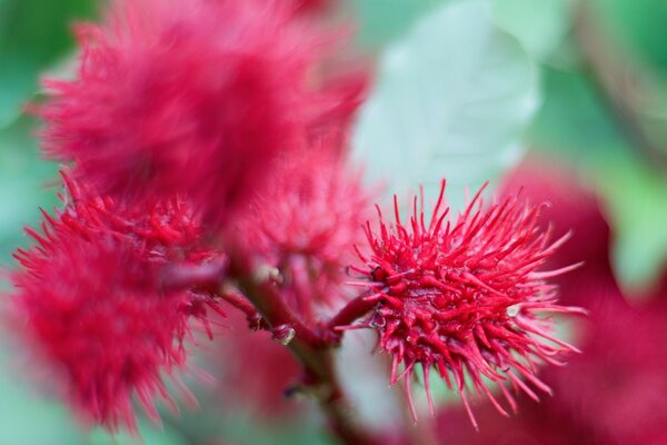 Flor roja al aire libre