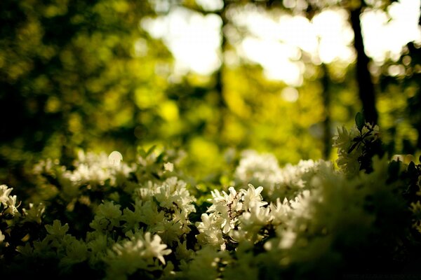 Weiße Blumen auf Waldhintergrund