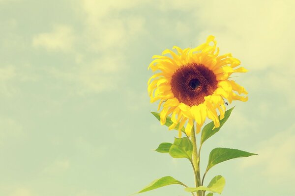 Makrofotografie. Eine große Sonnenblume. Die Natur