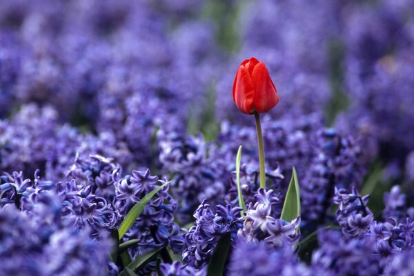 Flora Tulpenblume in der Natur und im Garten