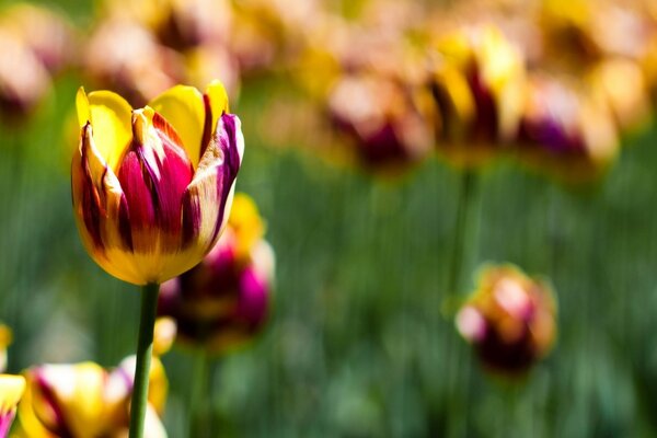 Tulipes est le début du printemps et de la chaleur