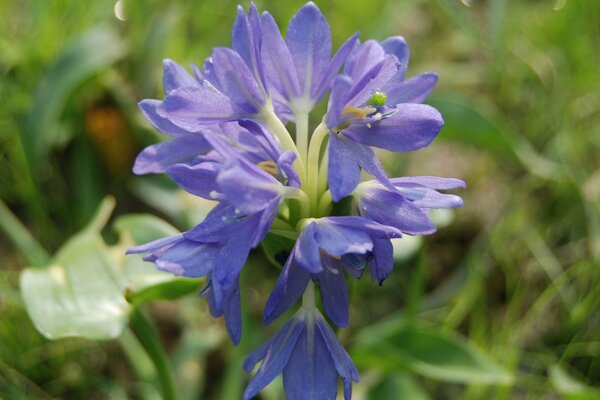 Nature. flowers on a blurry background