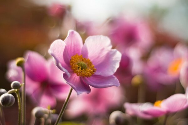 The pink flower burst forward