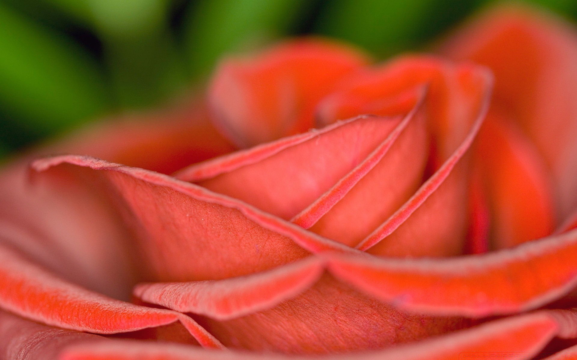 fleurs rose fleur romance amour délicat mariage romantique couleur pétale