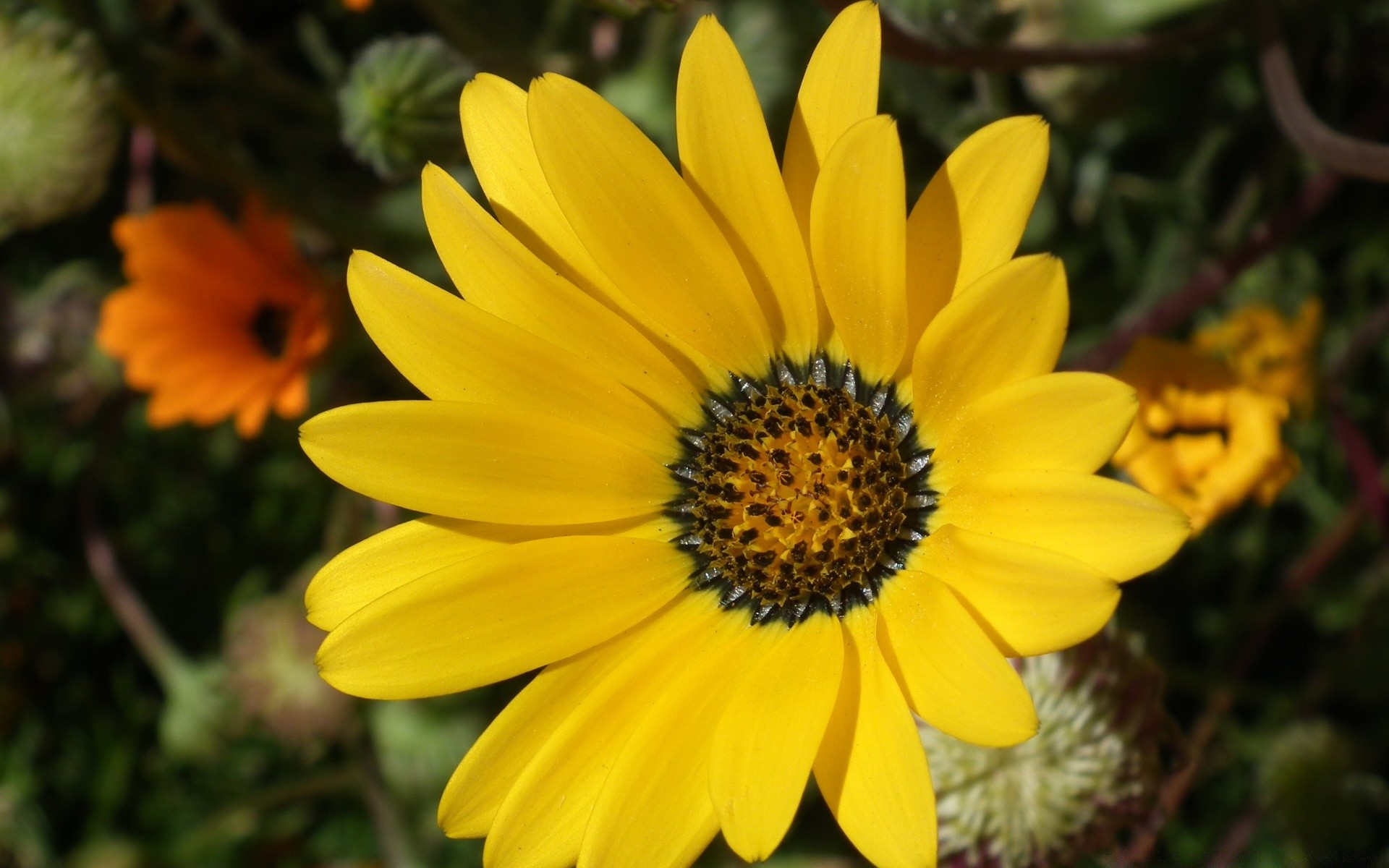 fleurs nature fleur flore été jardin bluming feuille pétale lumineux couleur à l extérieur floral croissance belle