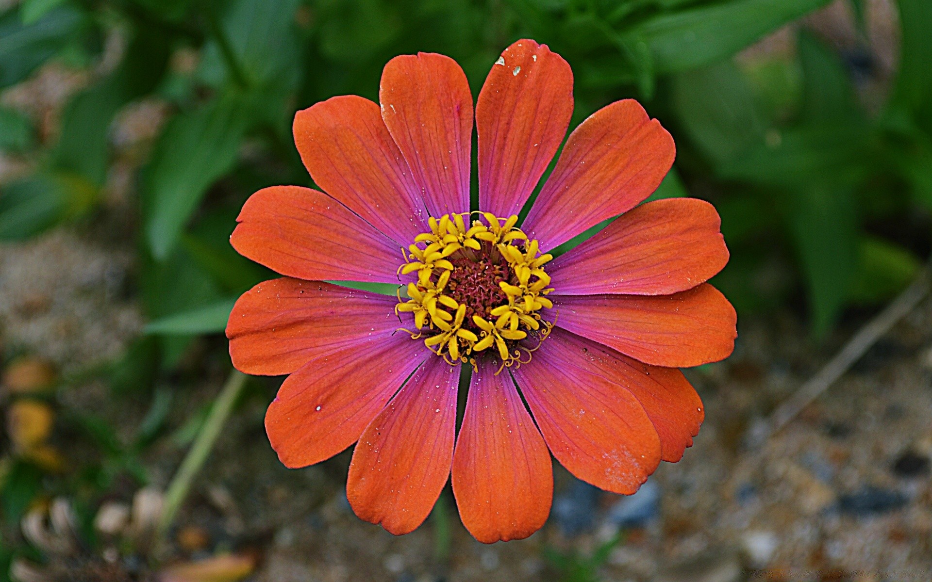 fiori natura fiore giardino flora estate colore floreale fiore petalo foglia bella all aperto luminoso close-up