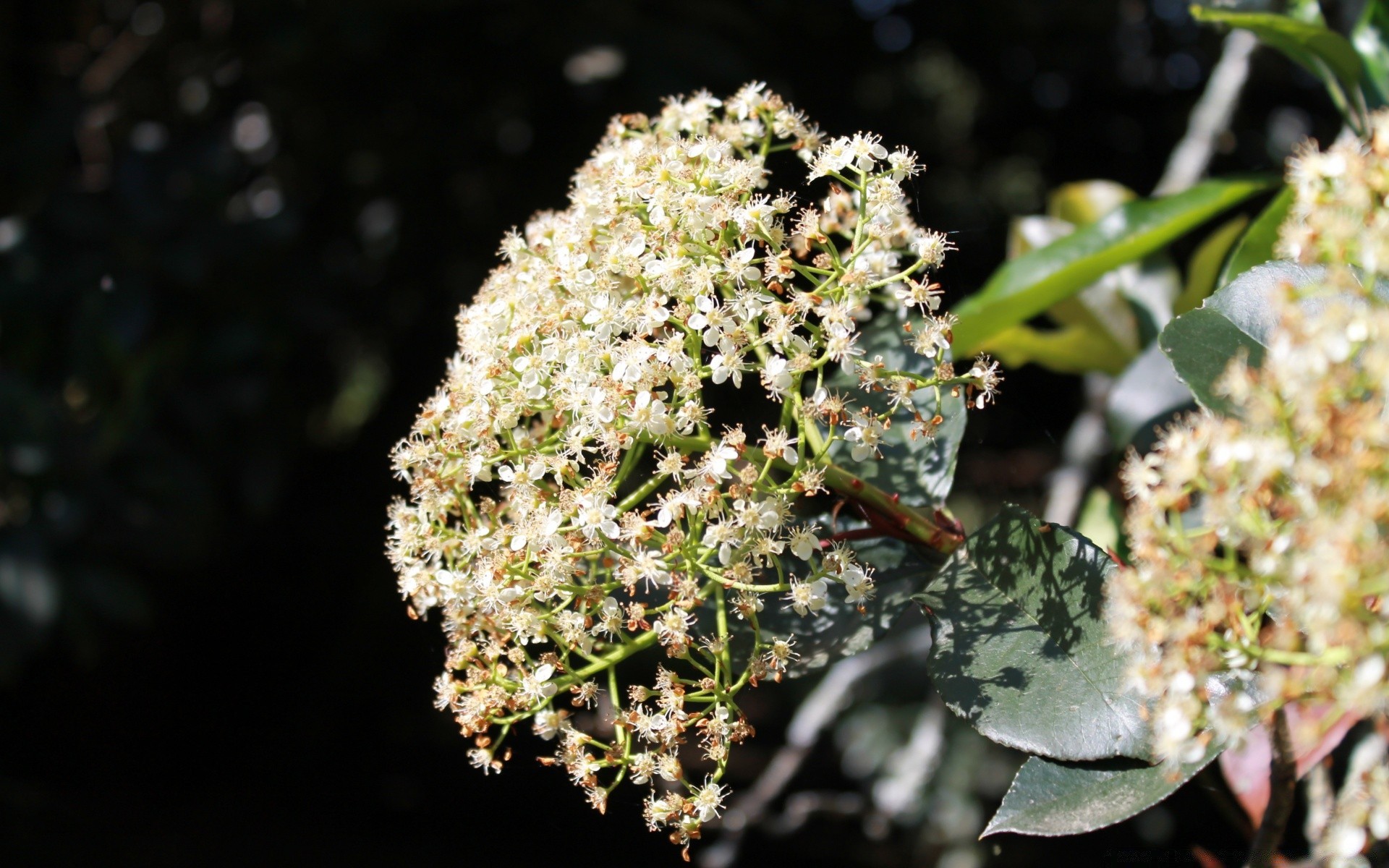 flores flor naturaleza hoja flora al aire libre árbol floración primer plano rama jardín floral crecimiento