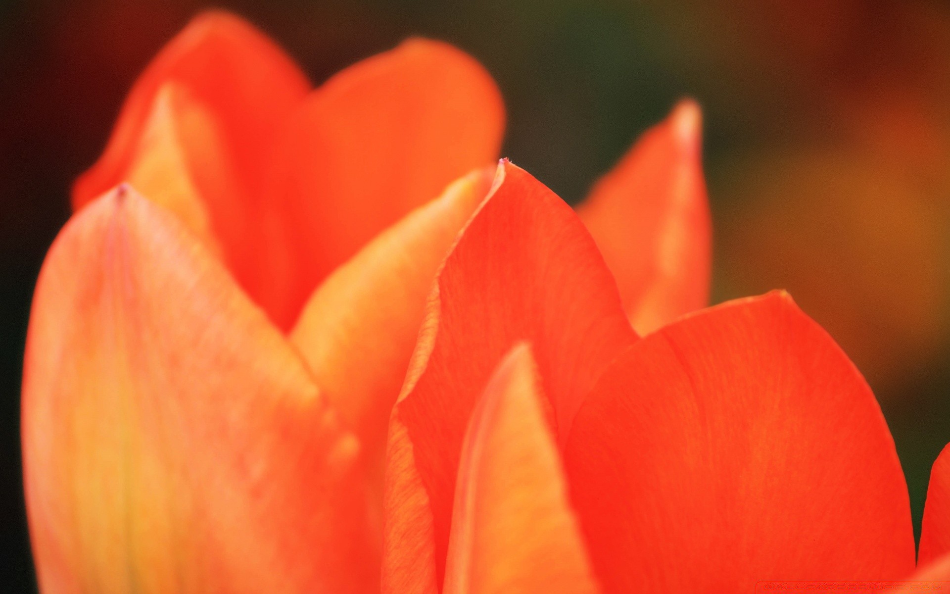 çiçekler çiçek lale doğa aşk flora romantizm yaz bahçe renk yaprak parlak taçyaprağı bulanıklık gül çiy narin